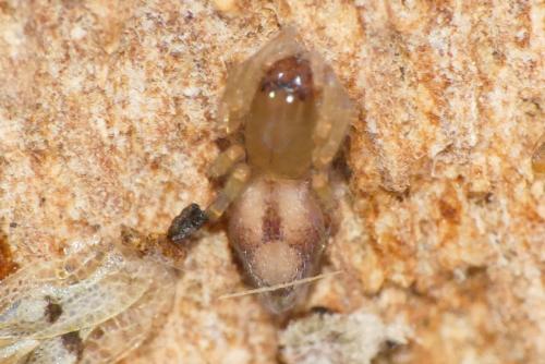 Porrhoclubiona leucaspis